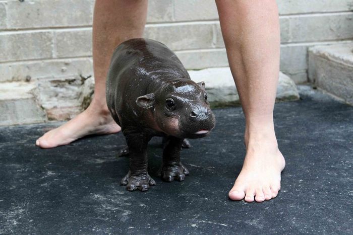 Acid Picdump (84 pics)