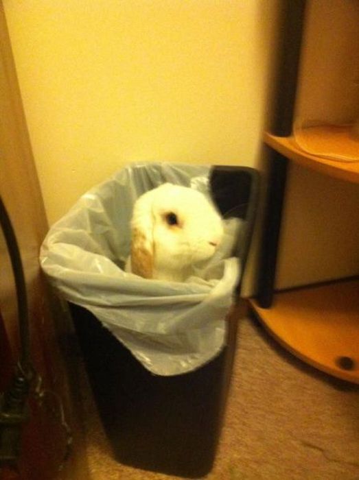 Acid Picdump (84 pics)