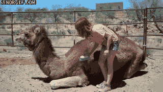 Acid Gifdump (10 gifs)