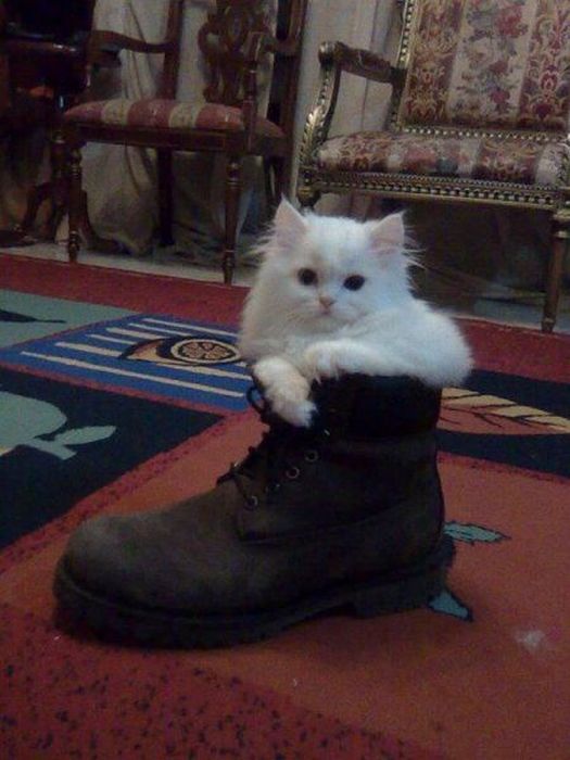Dressed Animals (88 pics)