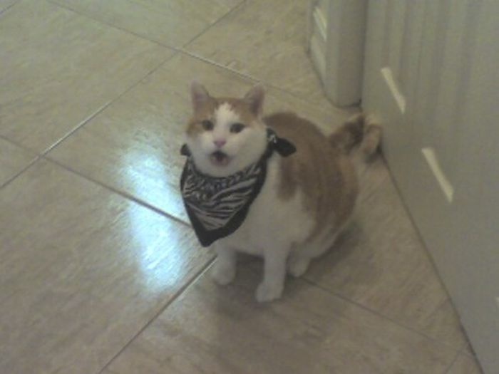 Dressed Animals (88 pics)