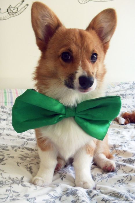 Dressed Animals (88 pics)