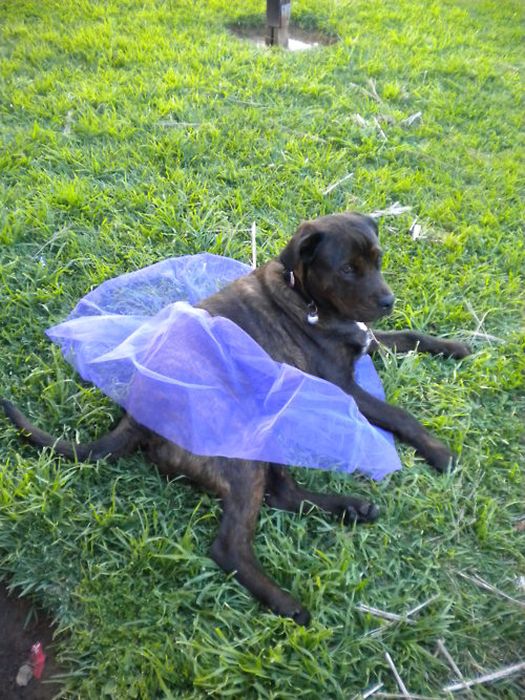 Dressed Animals (88 pics)