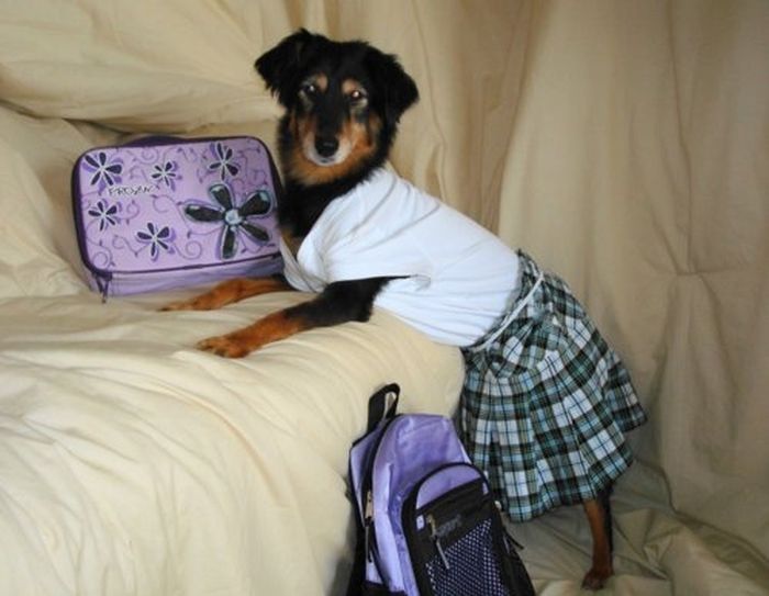 Dressed Animals (88 pics)