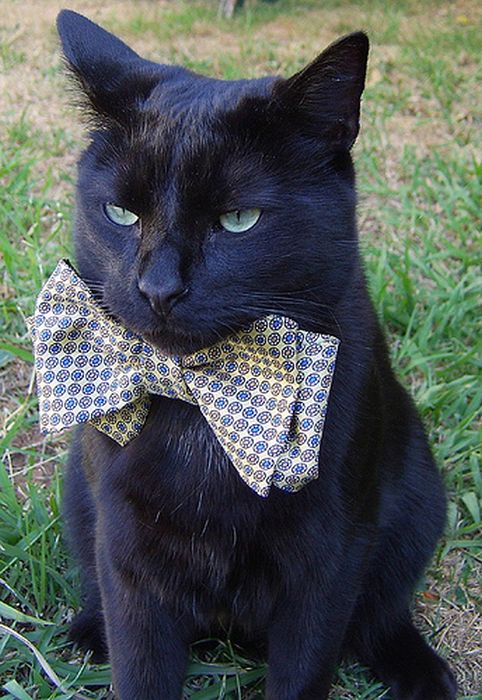 Dressed Animals (88 pics)