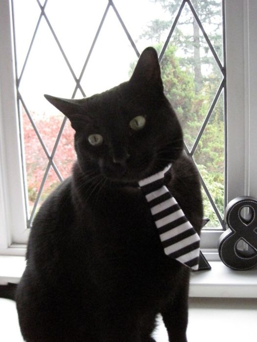 Dressed Animals (88 pics)