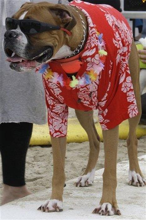 Dressed Animals (88 pics)