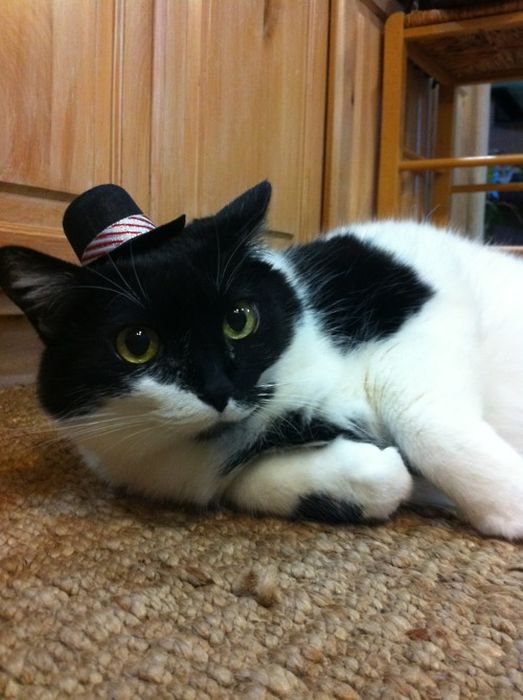 Dressed Animals (88 pics)