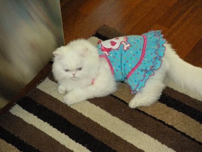 Dressed Animals (88 pics)