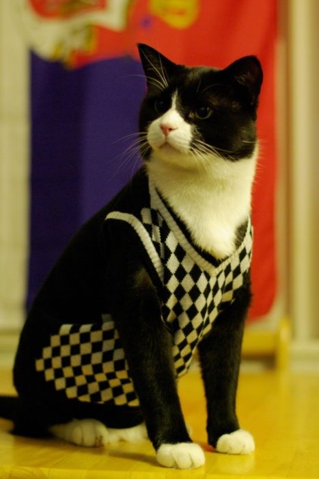 Dressed Animals (88 pics)