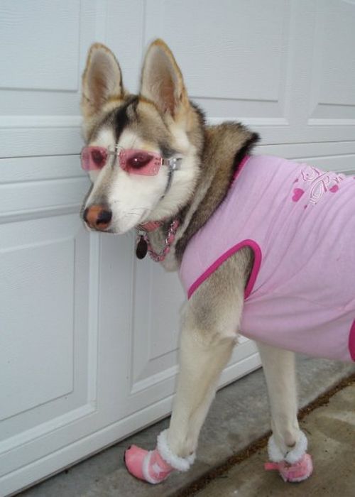 Dressed Animals (88 pics)