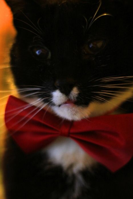 Dressed Animals (88 pics)