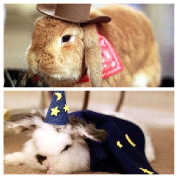 Dressed Animals (88 pics)