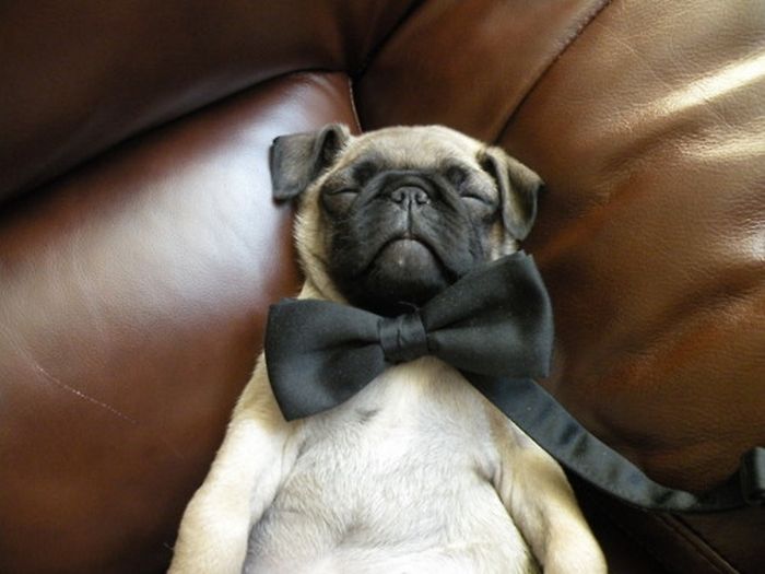 Dressed Animals (88 pics)