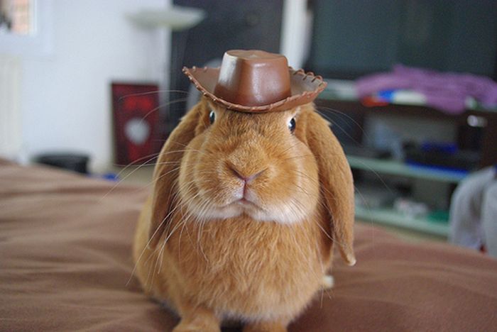 Dressed Animals (88 pics)