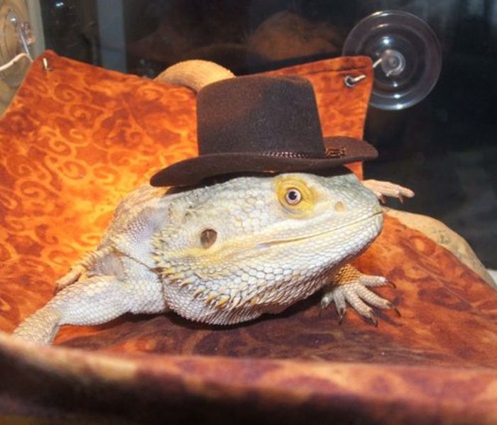 Dressed Animals (88 pics)