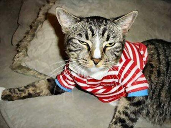 Dressed Animals (88 pics)