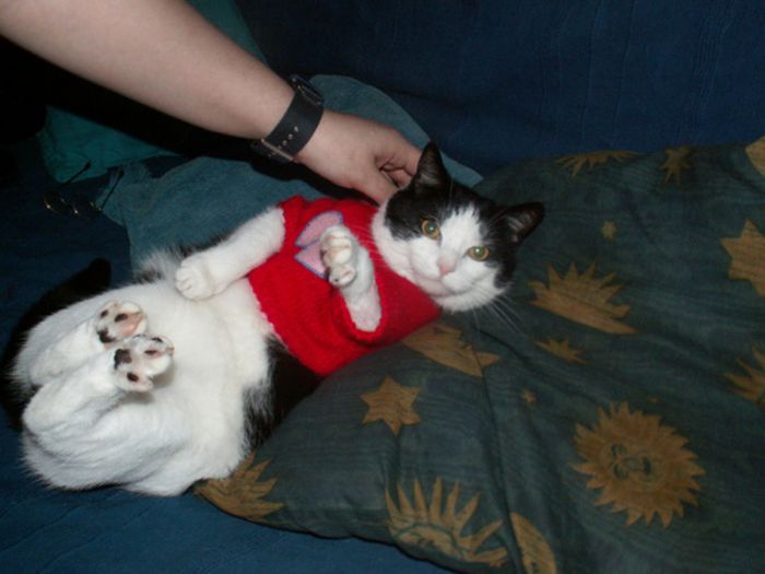 Dressed Animals (88 pics)
