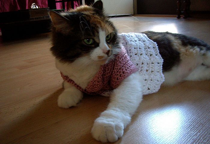Dressed Animals (88 pics)