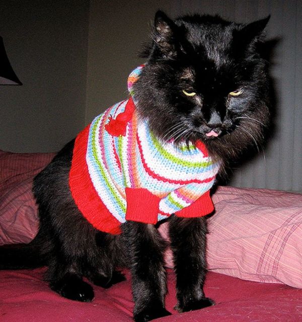 Dressed Animals (88 pics)