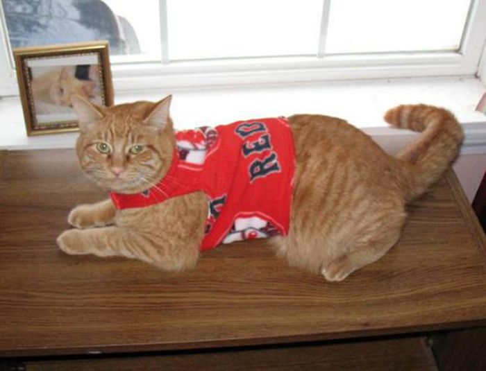 Dressed Animals (88 pics)