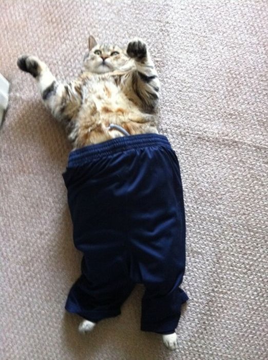 Dressed Animals (88 pics)