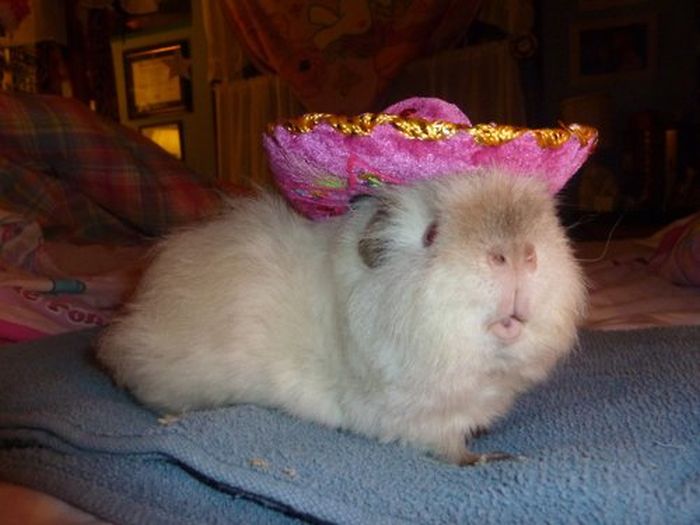 Dressed Animals (88 pics)