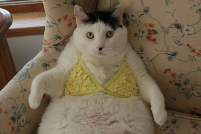 Dressed Animals (88 pics)
