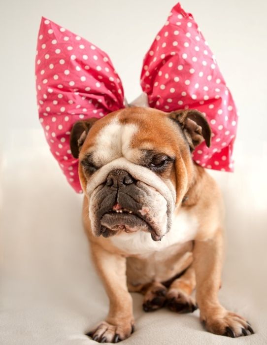 Dressed Animals (88 pics)