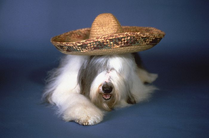 Dressed Animals (88 pics)