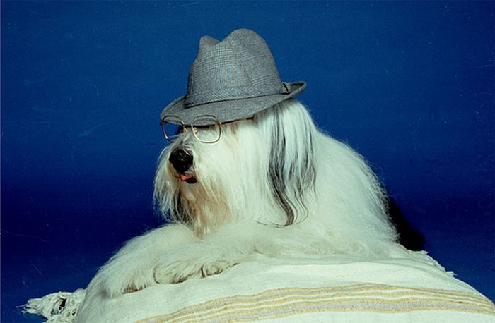 Dressed Animals (88 pics)