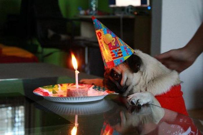 Dressed Animals (88 pics)