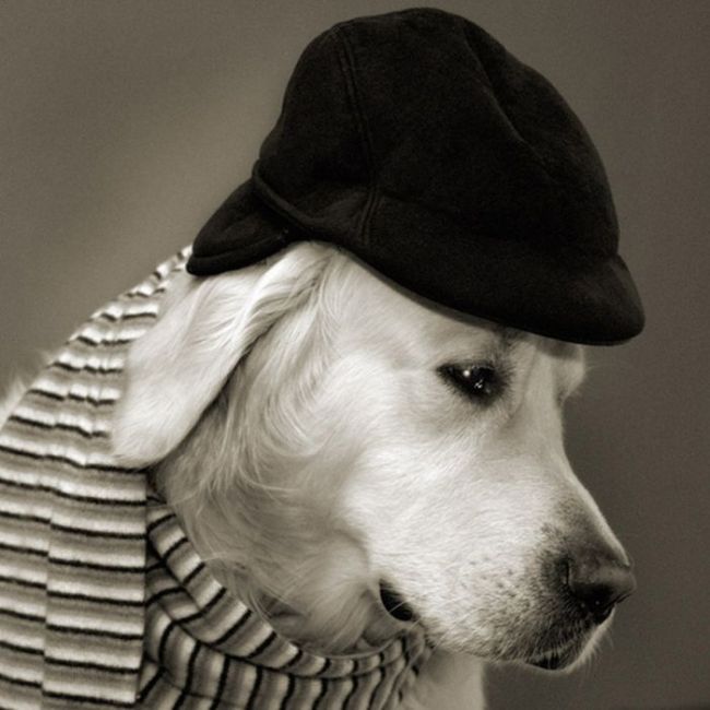 Dressed Animals (88 pics)