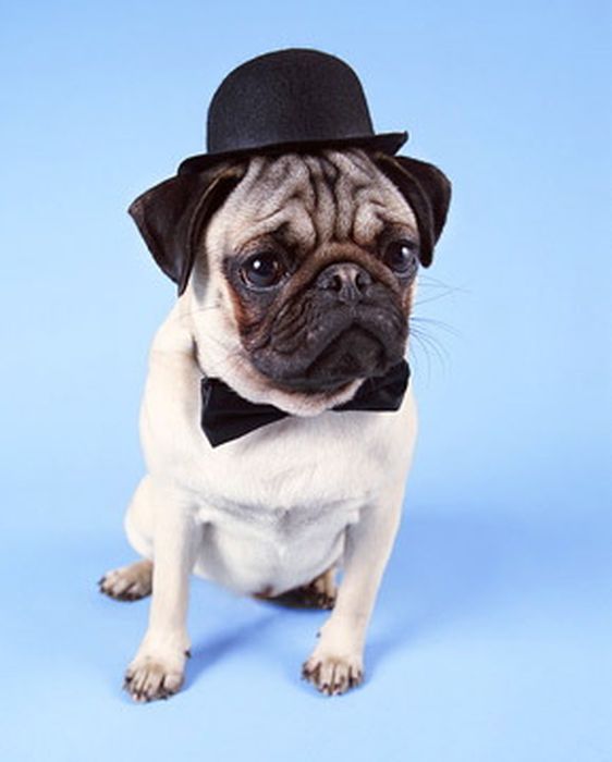 Dressed Animals (88 pics)