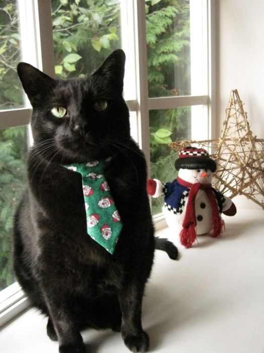 Dressed Animals (88 pics)
