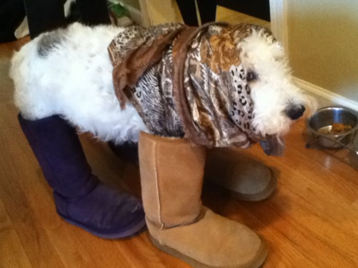 Dressed Animals (88 pics)