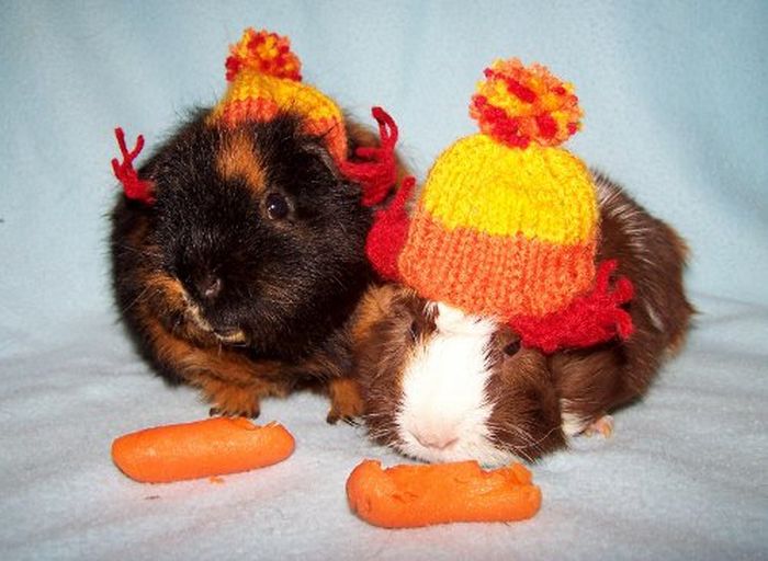 Dressed Animals (88 pics)