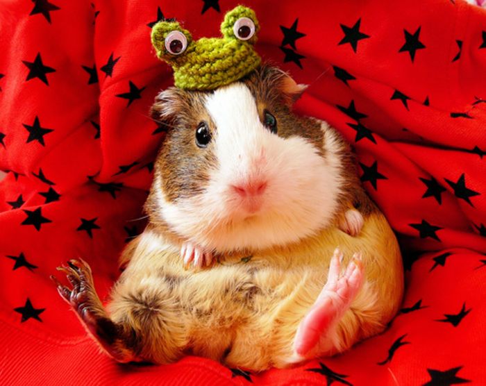 Dressed Animals (88 pics)