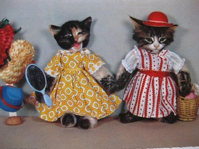 Dressed Animals (88 pics)