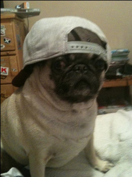 Dressed Animals (88 pics)