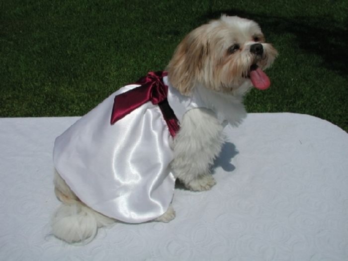 Dressed Animals (88 pics)