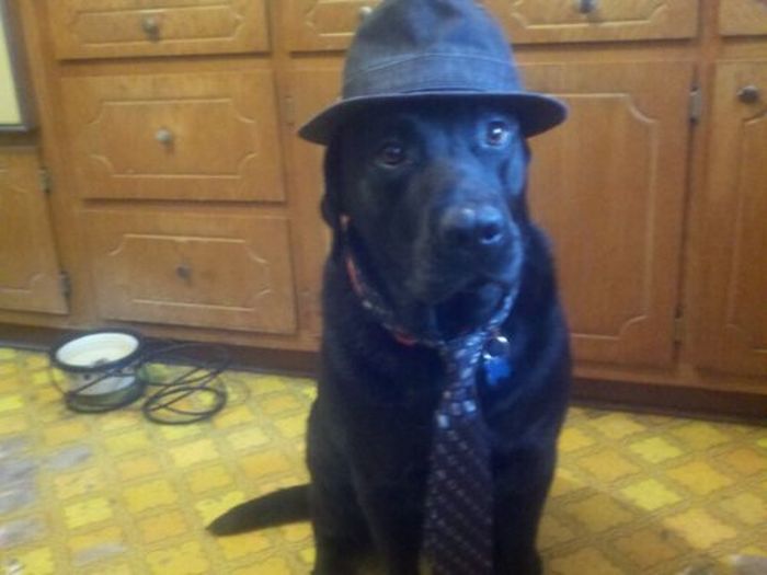 Dressed Animals (88 pics)