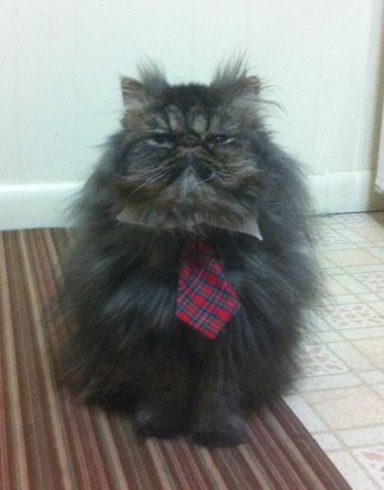 Dressed Animals (88 pics)
