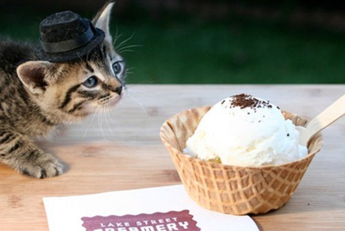 Dressed Animals (88 pics)