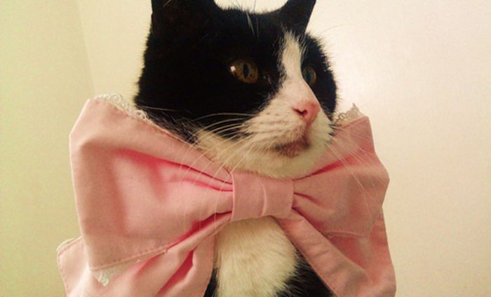 Dressed Animals (88 pics)