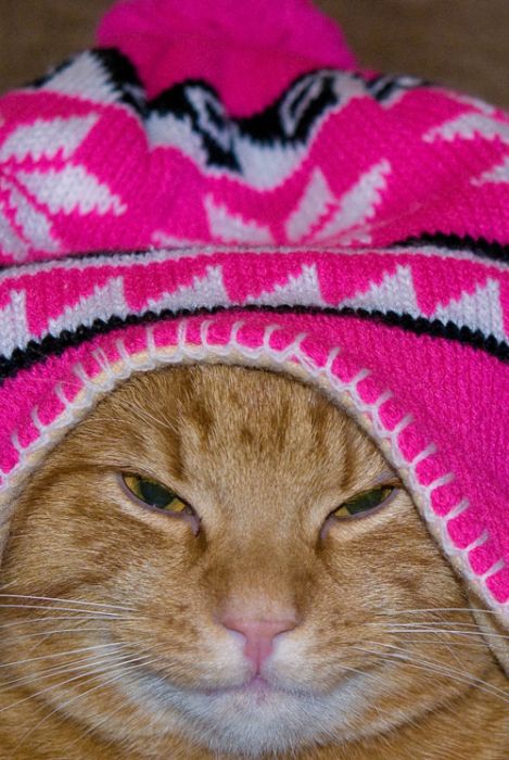 Dressed Animals (88 pics)