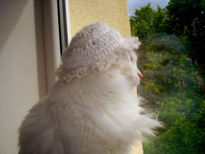 Dressed Animals (88 pics)