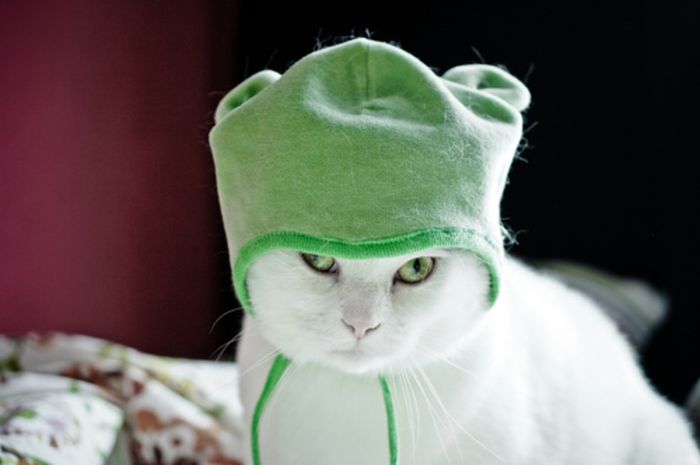 Dressed Animals (88 pics)