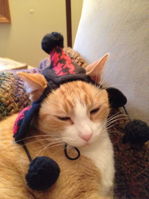 Dressed Animals (88 pics)