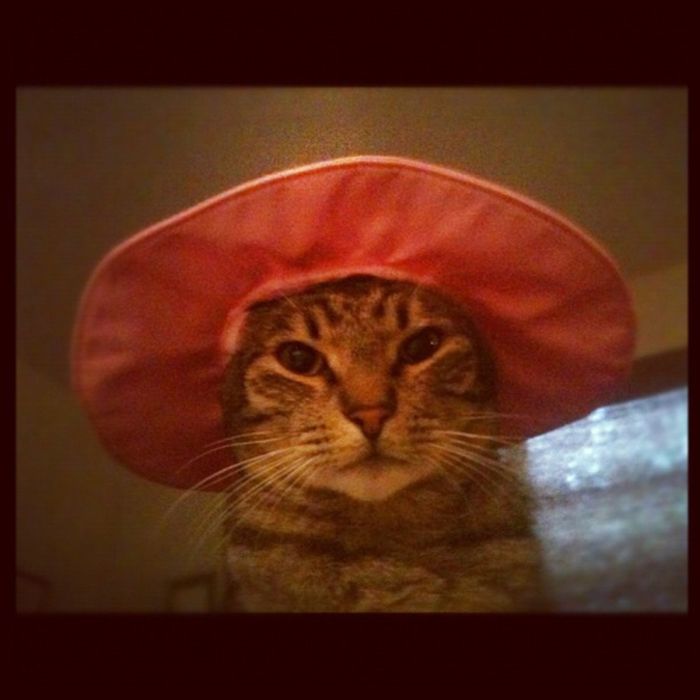 Dressed Animals (88 pics)